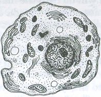 cell